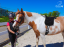 FULLY GELLED RIDING PAD - EXTRA - Color: Blue + bright hem
