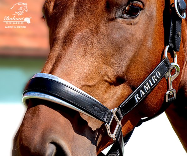 Detail of leather halter Baloun® with name. Made of black-silver leather