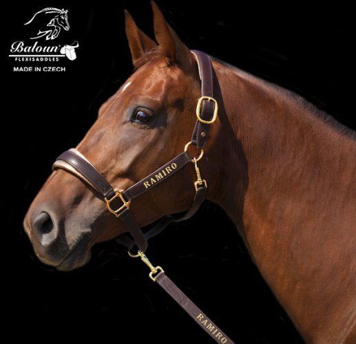 Leather halter Baloun® with name. Made of brown-gold leather