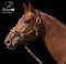 Leather halter Baloun® with name. Made of brown-gold leather